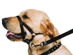 halter harness for dogs that pull