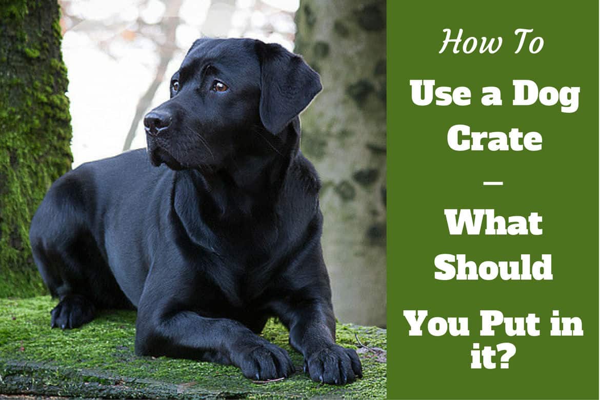 When To Use A Dog Crate Plus FREE TIPS On Crating A Dog While At Work 