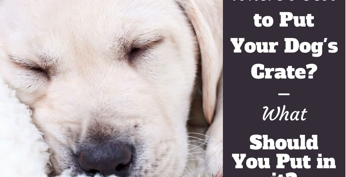 what to put in a dog crate - a puppy relaxing on a soft blanket