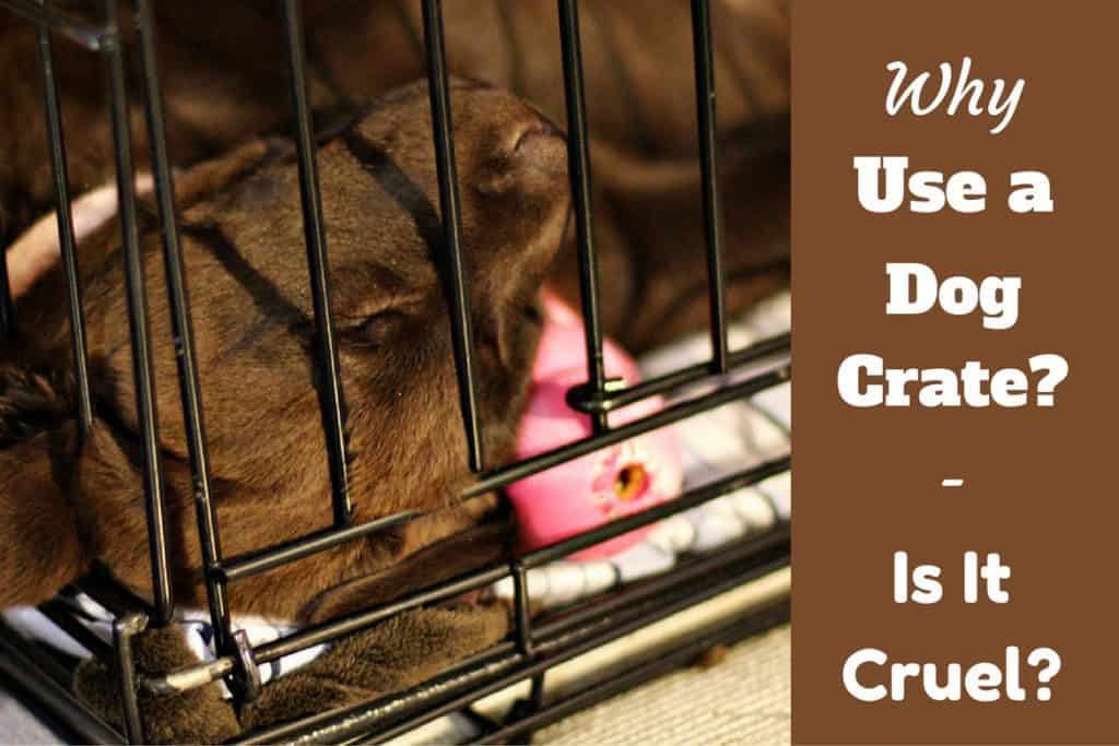 Using Dog Cages Good or Evil? Is Putting Your Puppy in a