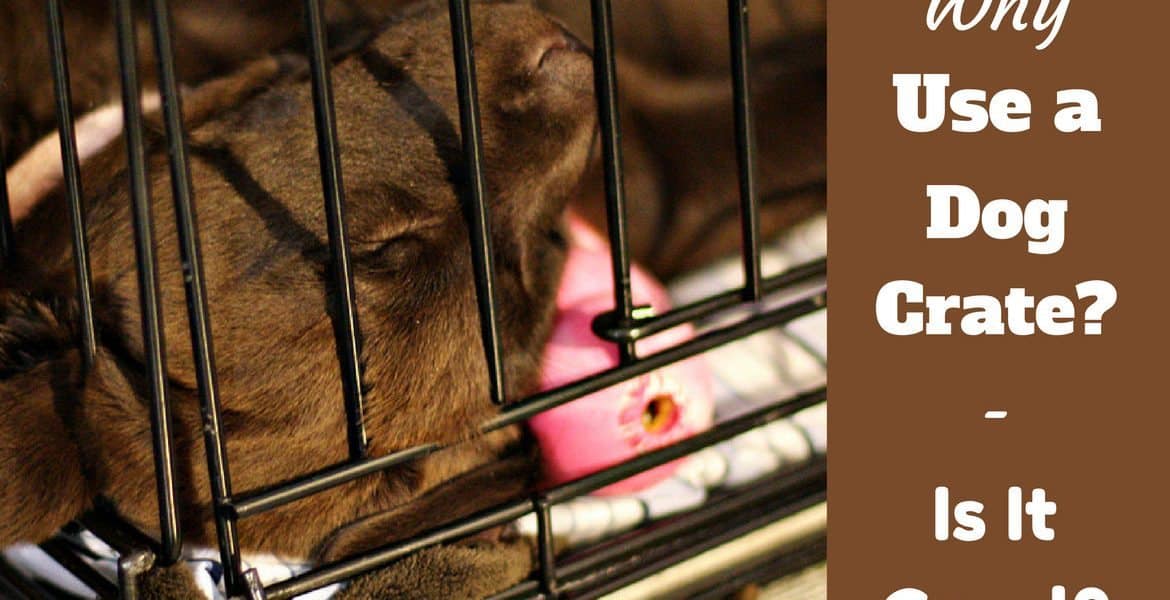 Why use a dog crate - Puppy sleeping in a crate