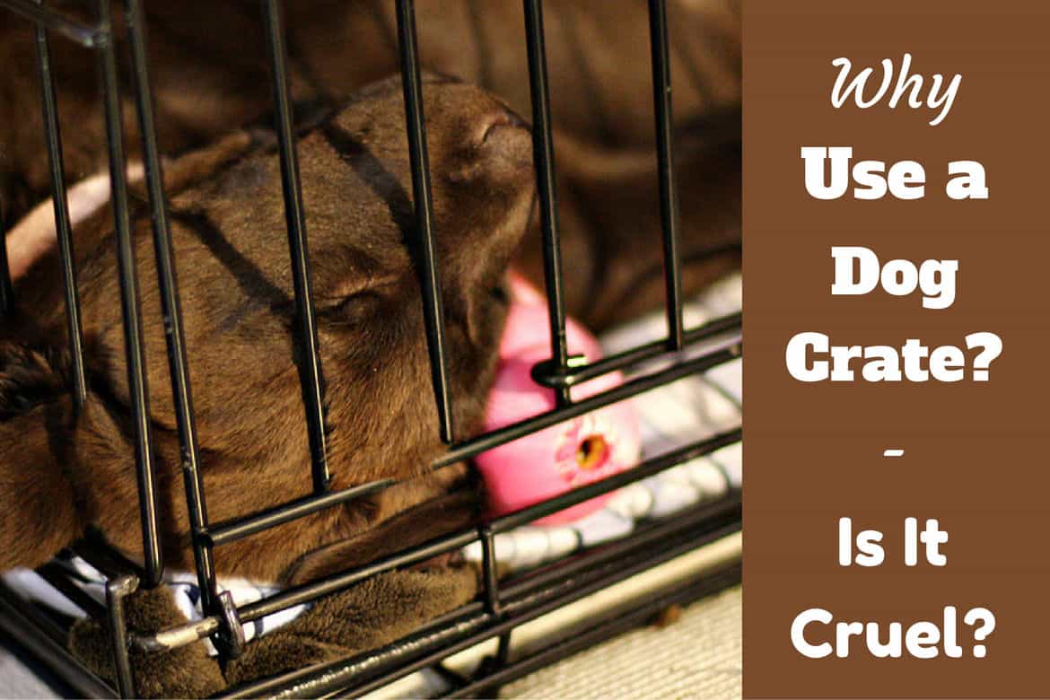 How to keep dog calm in crate hotsell