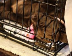 How To Crate Train A Puppy Day Night Even If You Work