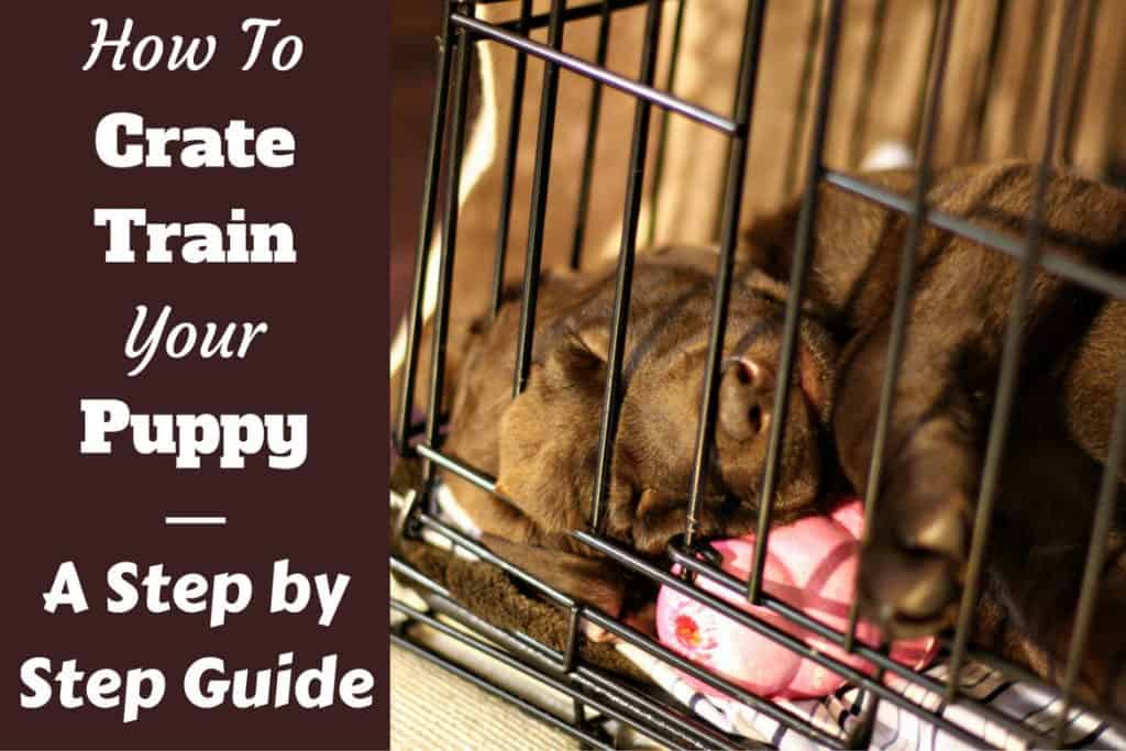How To Crate Train a Puppy Day, Night, Even If You Work