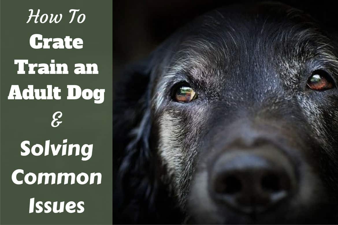 Crate Training an Older Dog