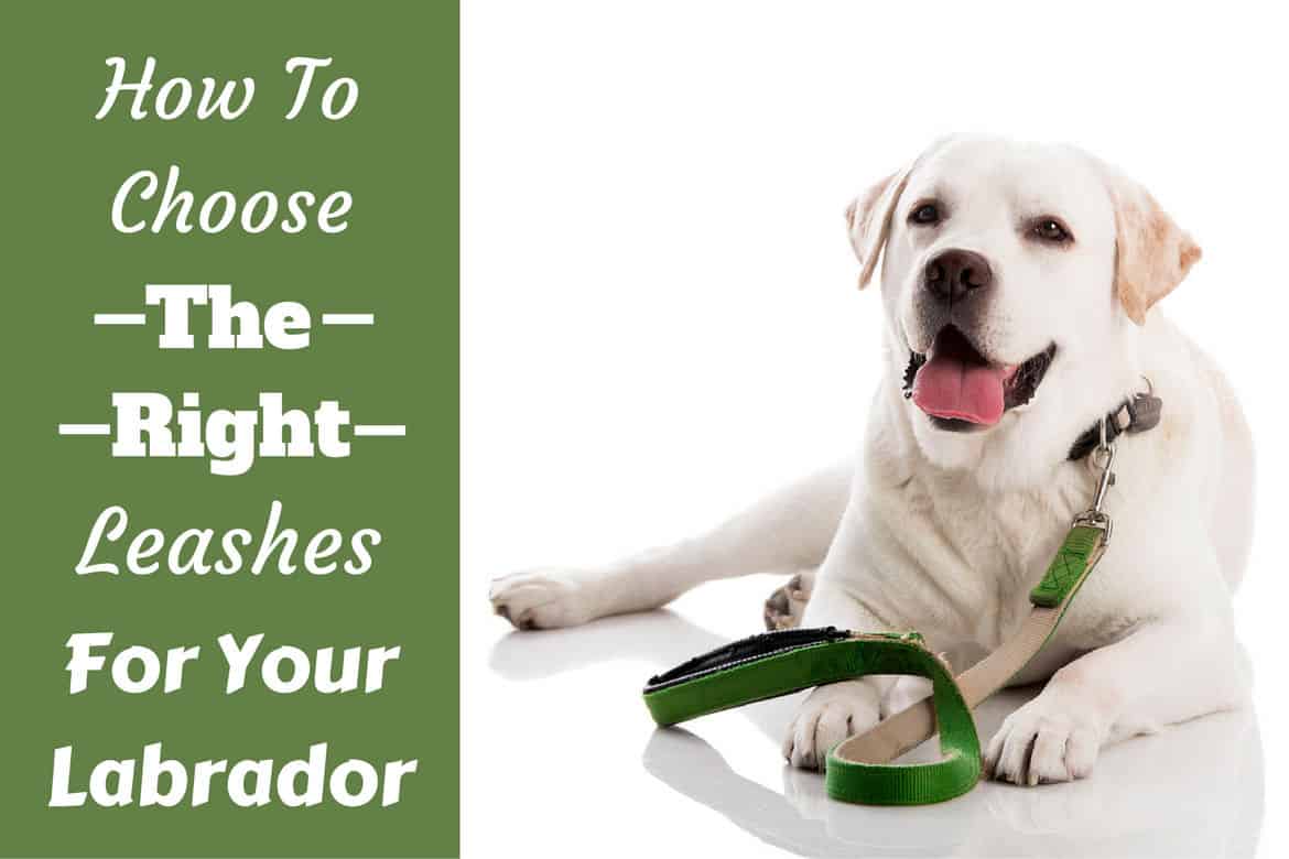 Different Types of Dog Leashes: How To Pick The Best Dog Training Leash?