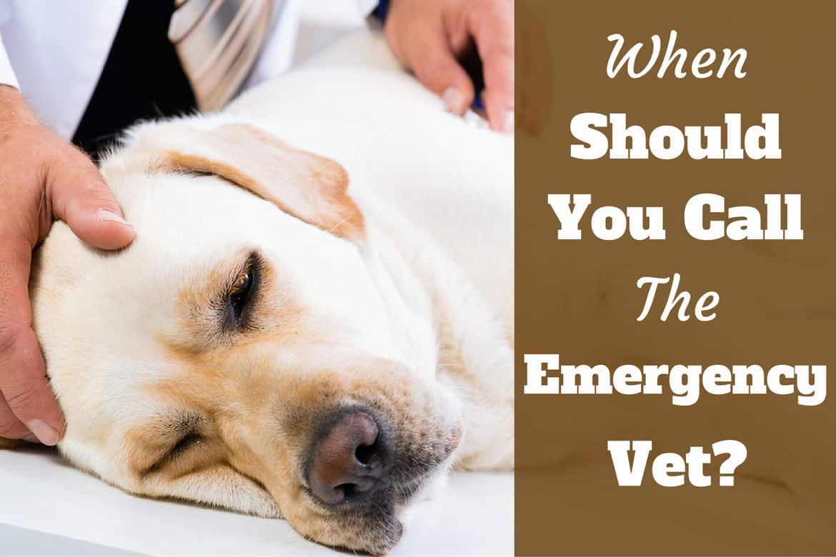 dog emergency call