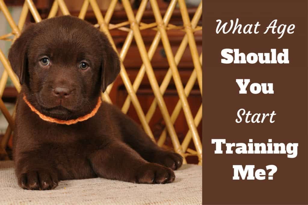 When to Start Training a Lab Puppy 