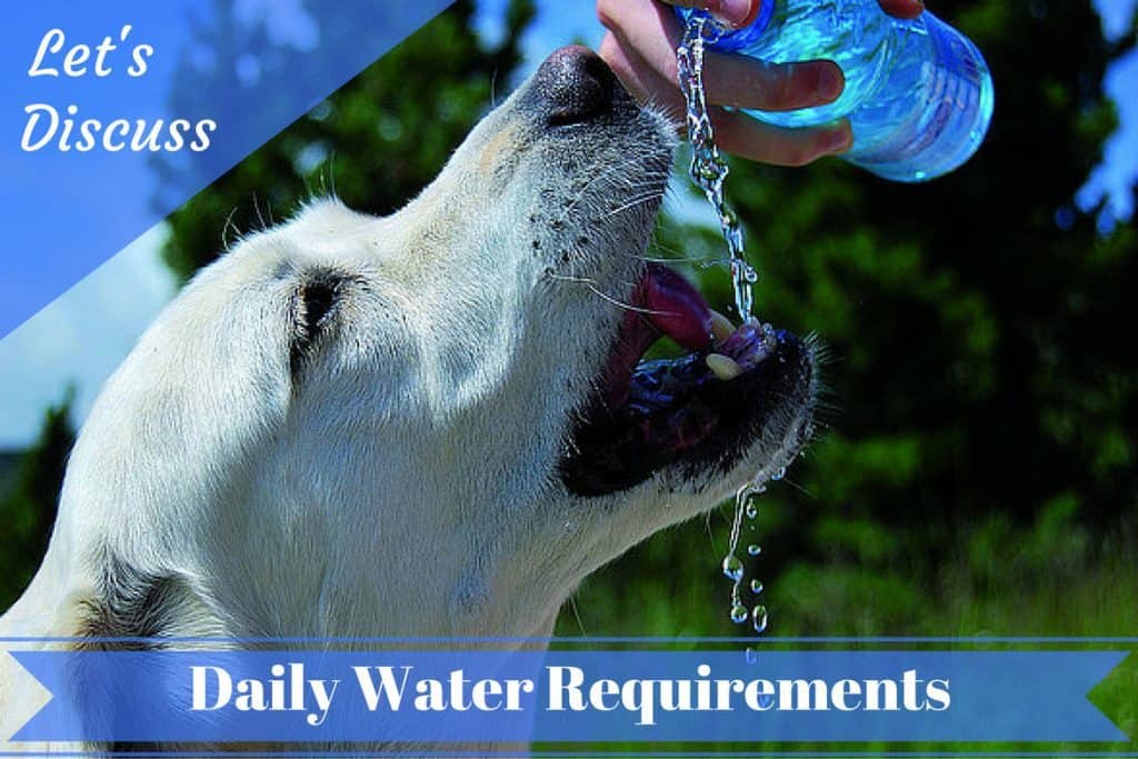 How Much Water Should Your Labrador Drink Each Day?
