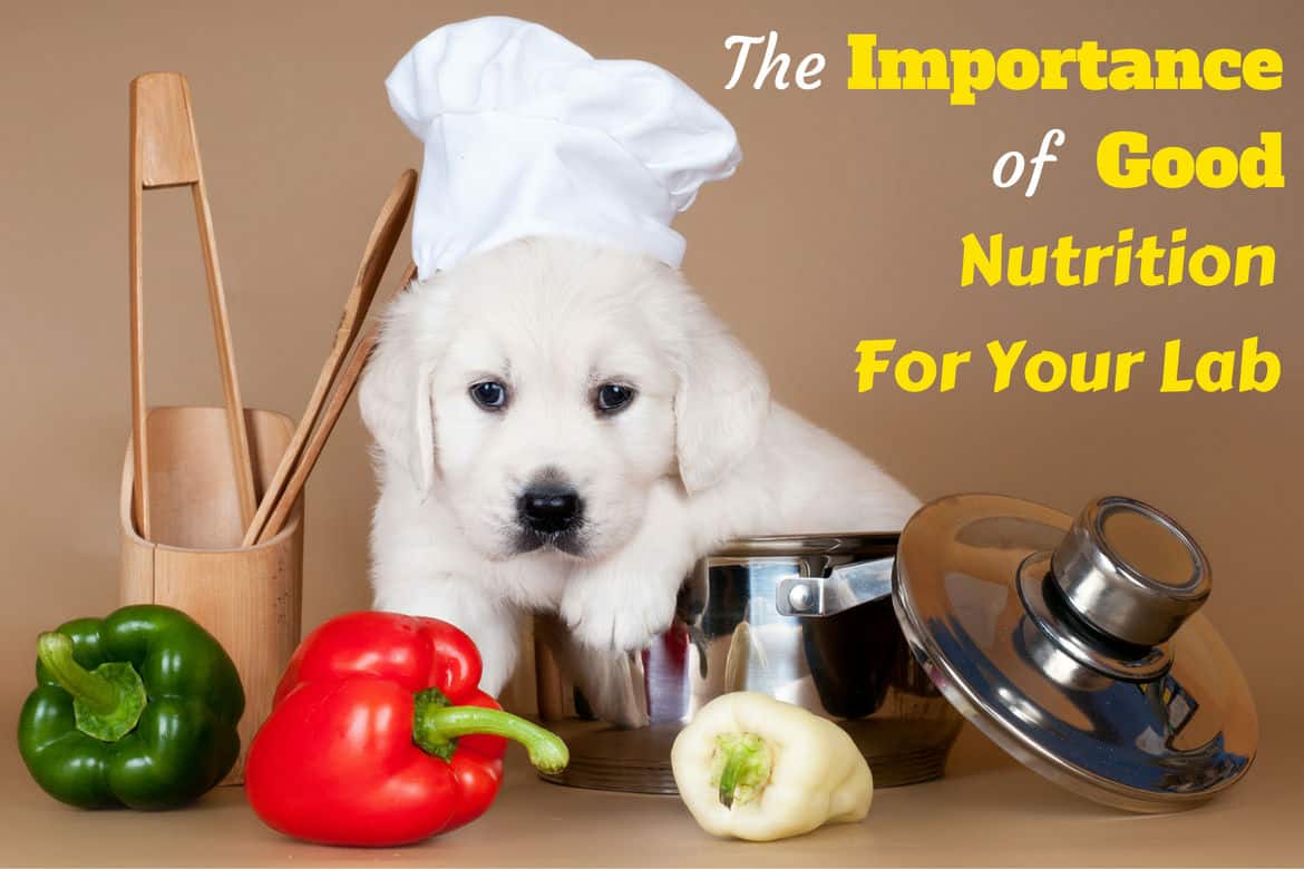 Labrador puppy diet hotsell