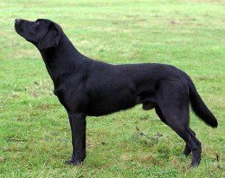 American Labrador side view
