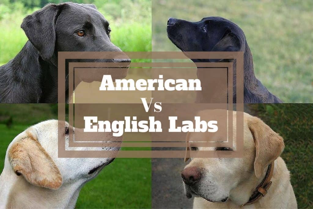 English Labs vs American Labs Differrences (Show Lab vs Field Lab Guide 2018)