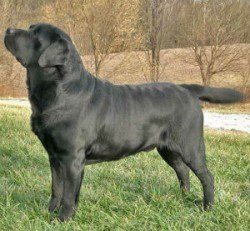 english black lab