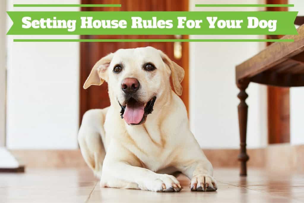 Set House Rules for Your Dog or Puppy Before Getting Them Home