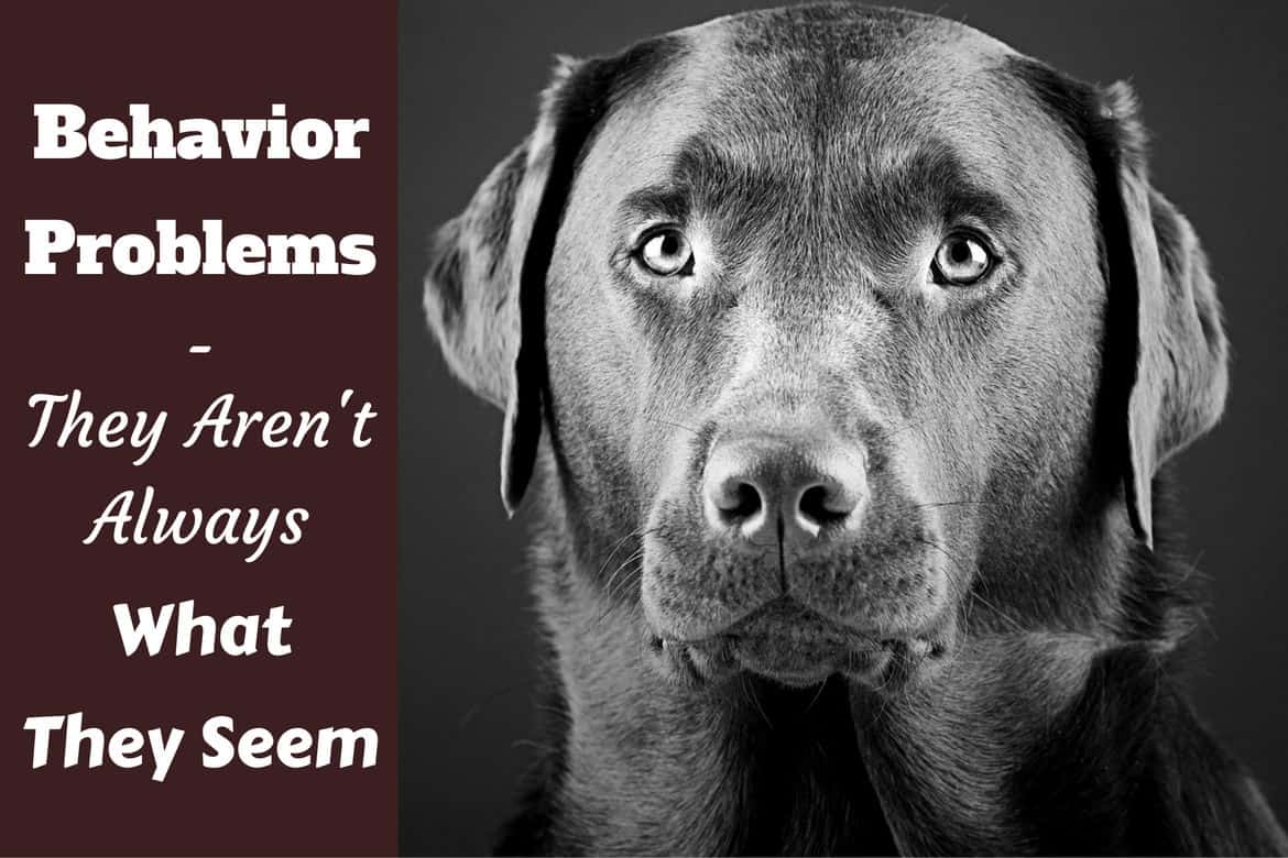 Labrador Behavior Problems 2