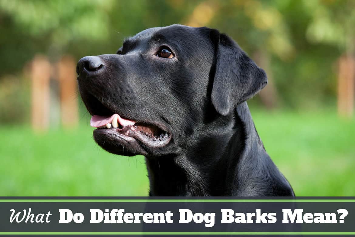 what sound will make a dog bark