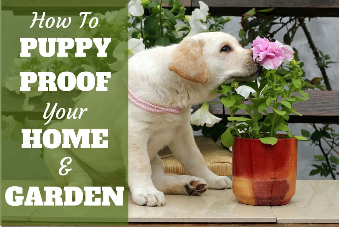 Puppy proof your home and garden 1