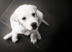 Top view of a labrador retriever puppy sitting on the floor