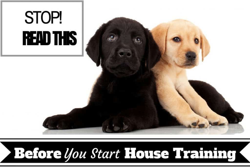 how to house train a 4 year old dog