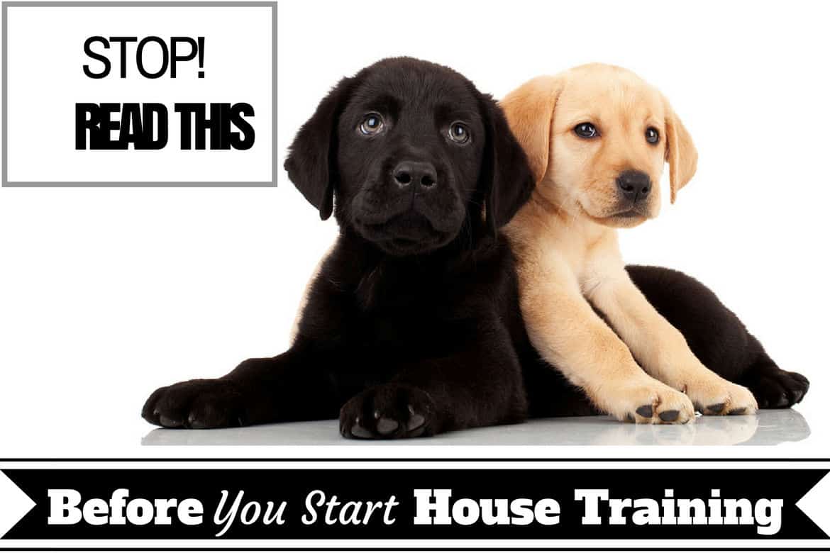 Basic Guide On House Training Puppies (Indoor And Outdoor Dogs Practices  2019)