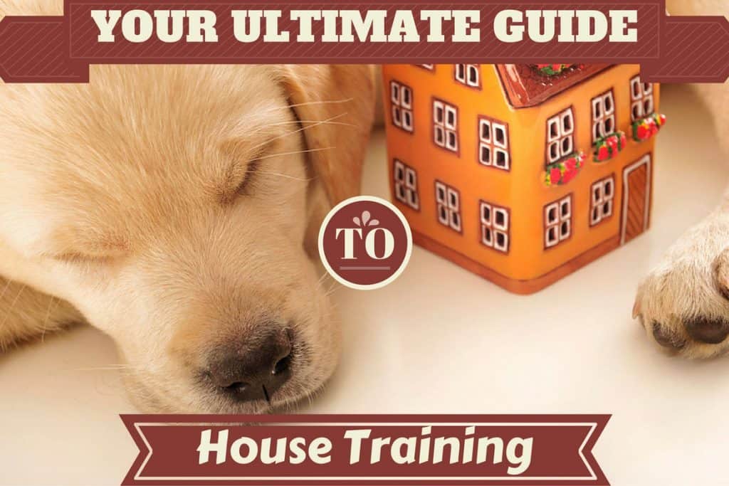 House Training The Ultimate Guide!