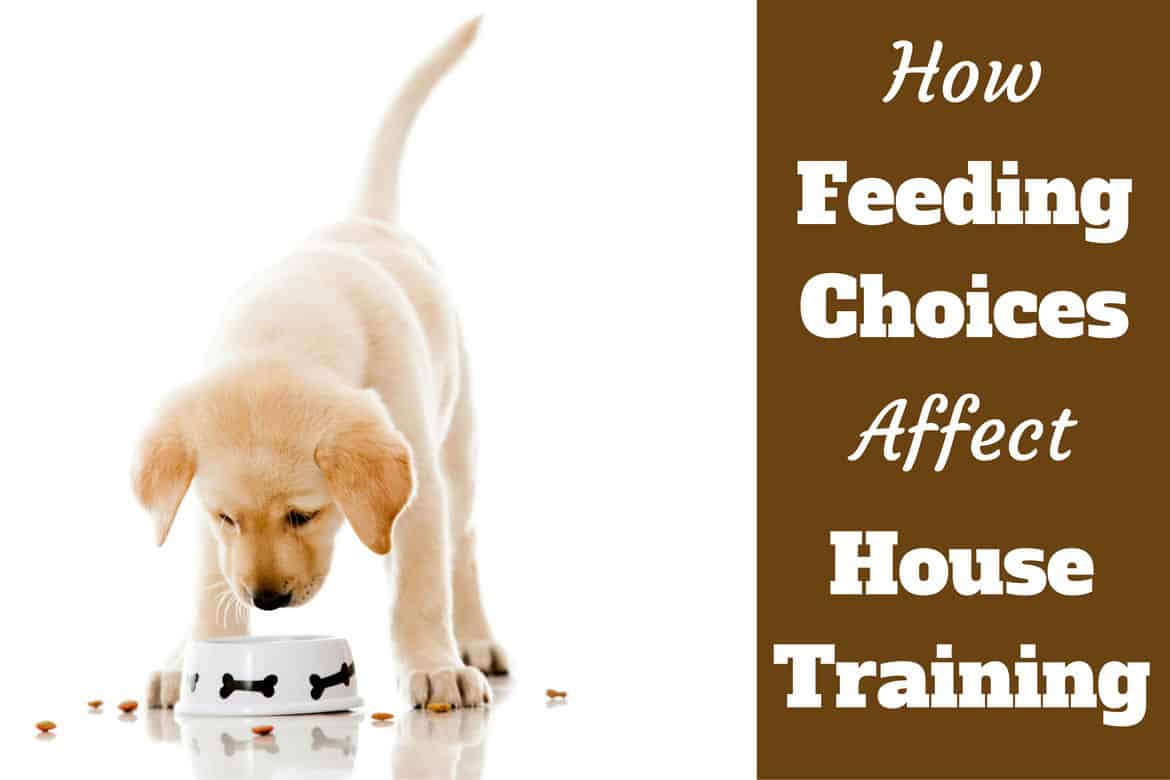 how to train dogs to eat together