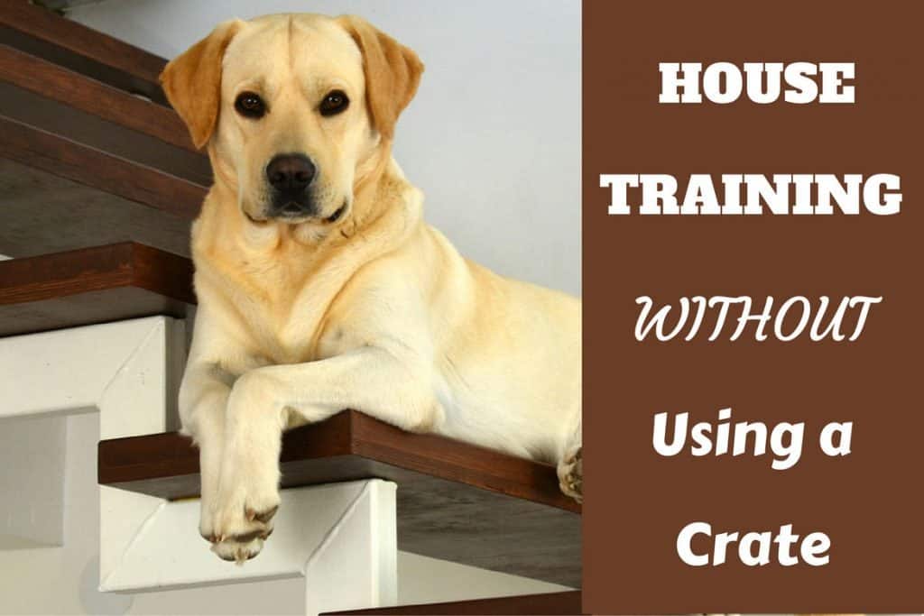 House Training WITHOUT A Crate 