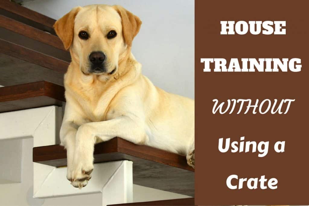 How Old Dog When Stop Using Crate How Old Dog When Stop Using Crate
