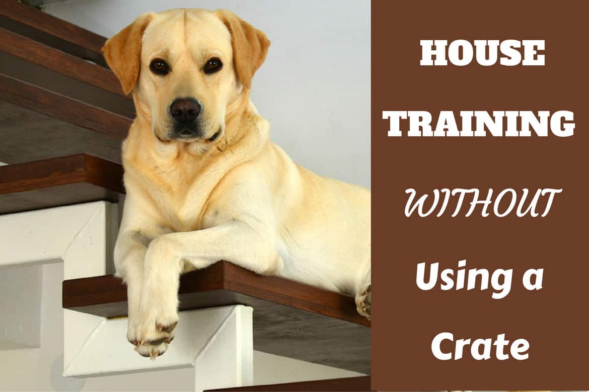 crate training for potty training