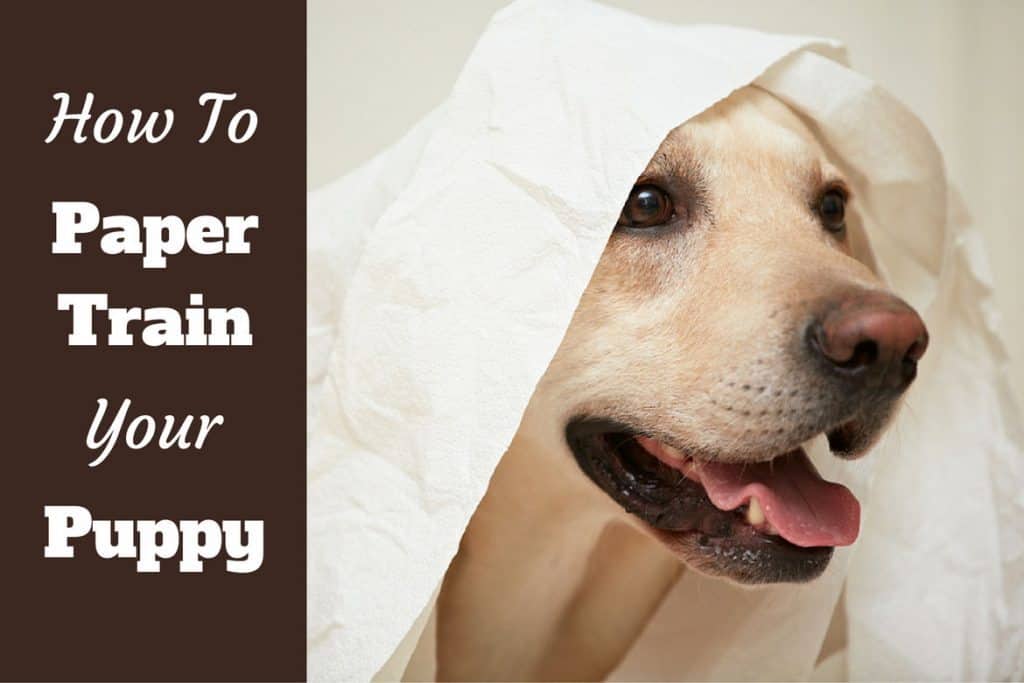 How To Paper Train A Puppy Or Dog In 6 Easy Steps