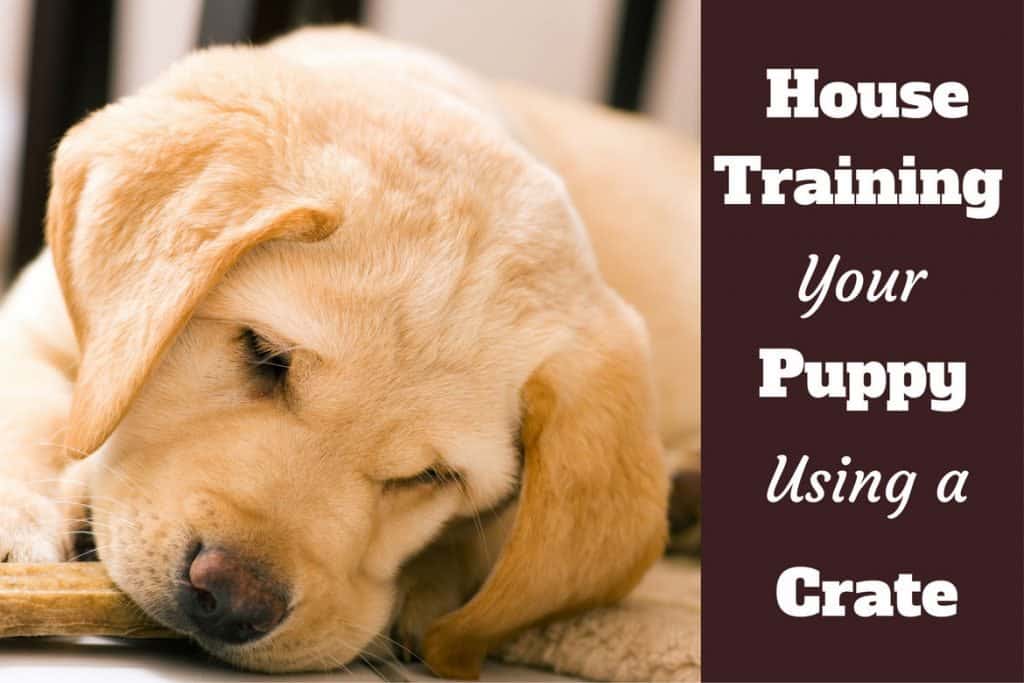 How To Use A Crate To House Train A Puppy