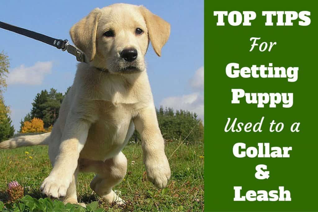 best leash for puppy training