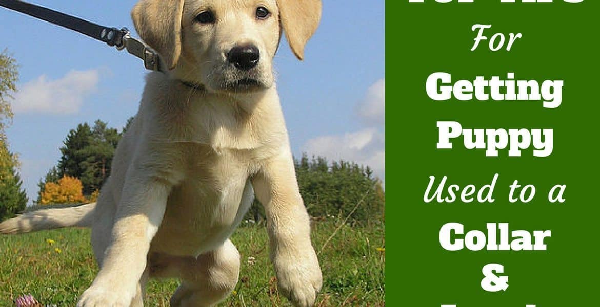 A Labrador puppy pulling hard on a leash