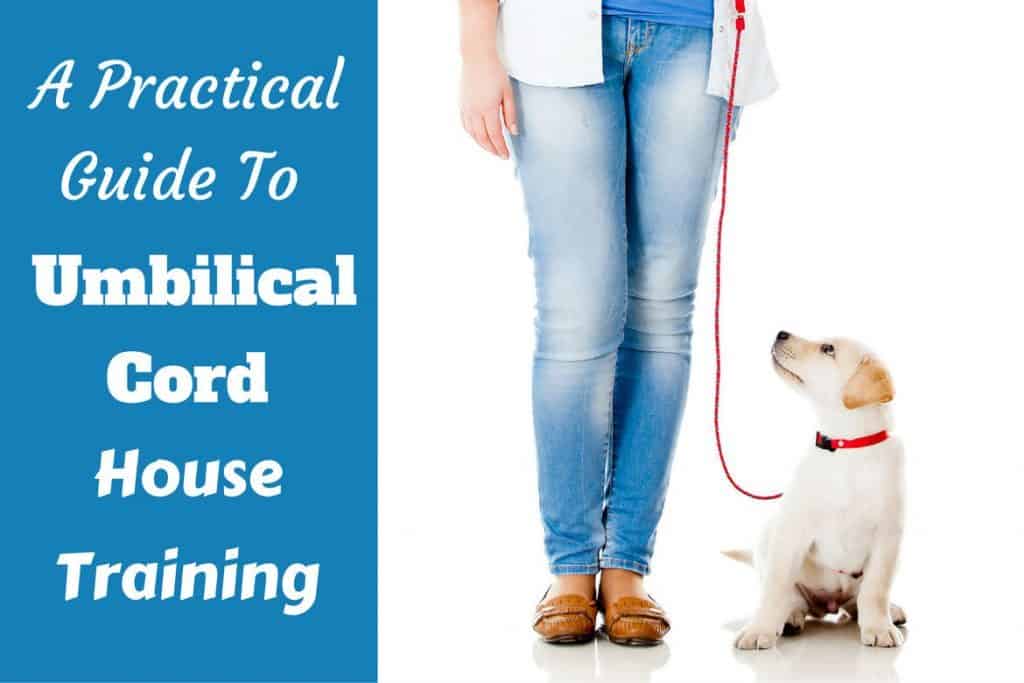 Umbilical Cord House Training What is It? How Does It Work?