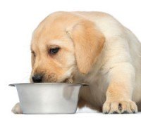 keys to successful house training a puppy how to dog train ultimate