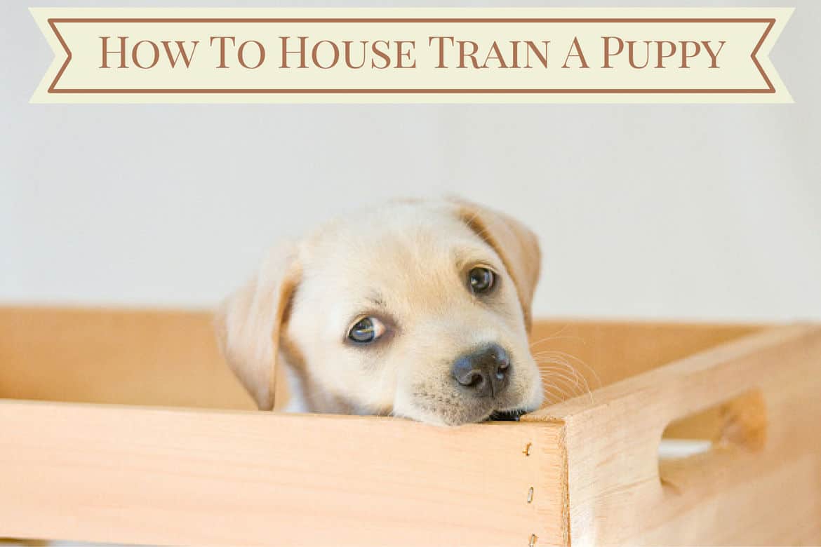 house training a puppy with a crate