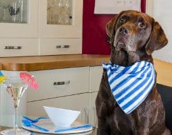 Chocolate Labrador in ktichen wearing serviette waiting for food
