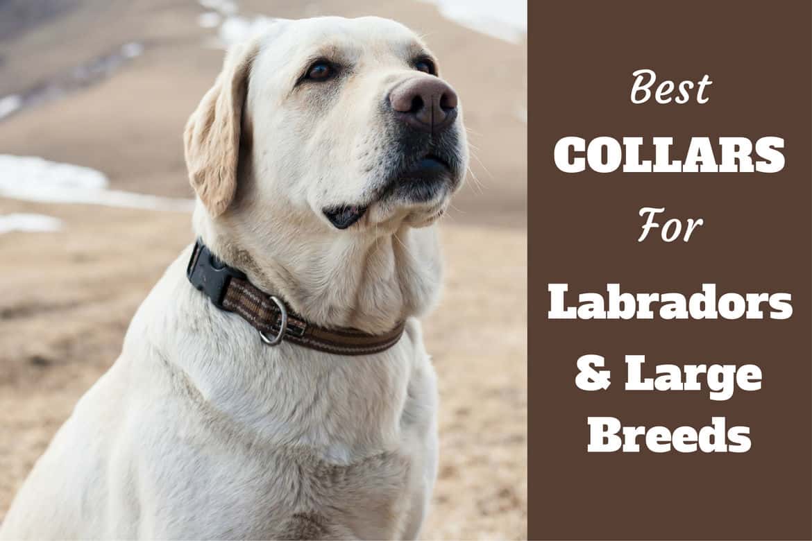 best dog collars and leashes