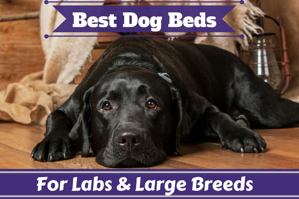 cheap dog beds for large breeds