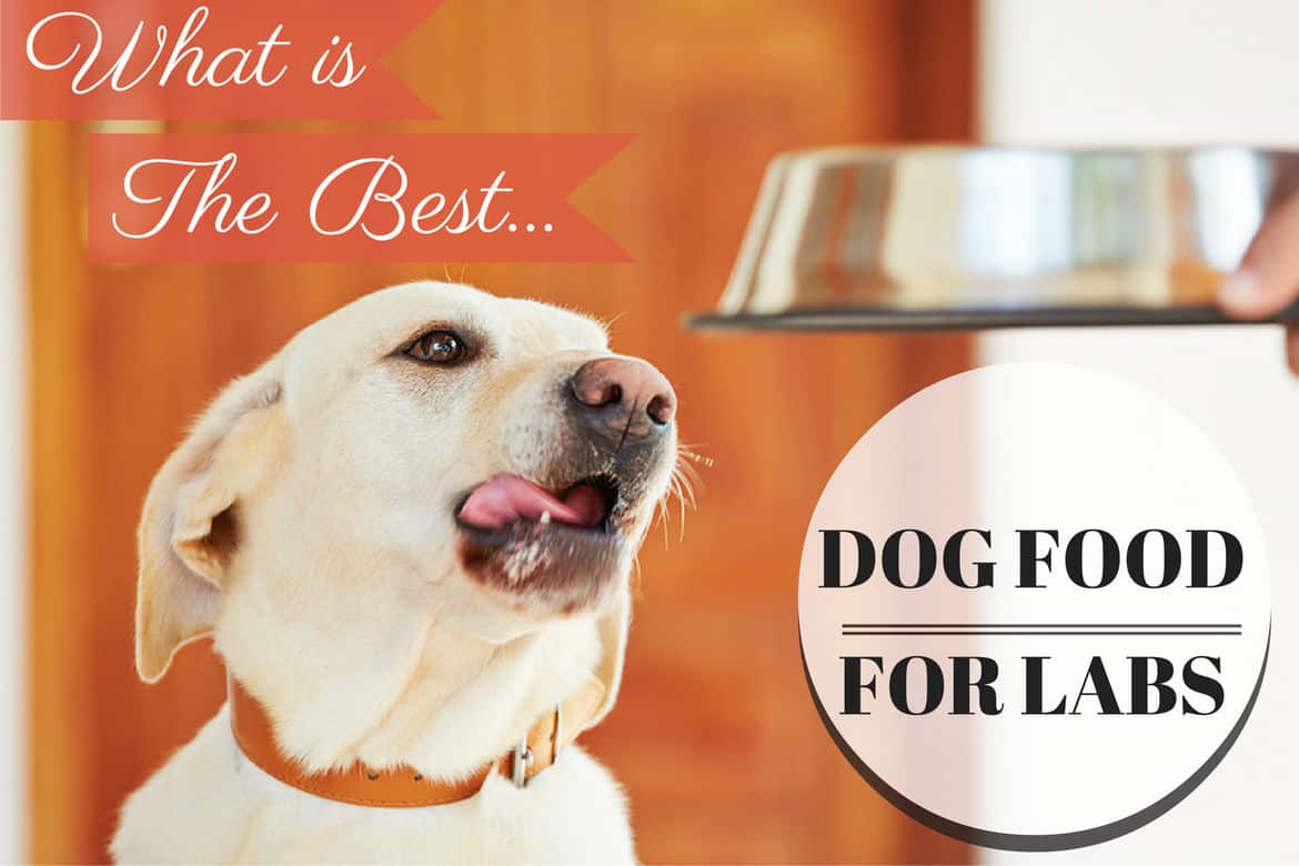 best dog food for active labs