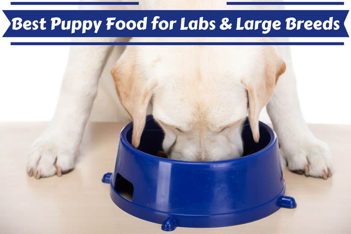 best home food for labrador