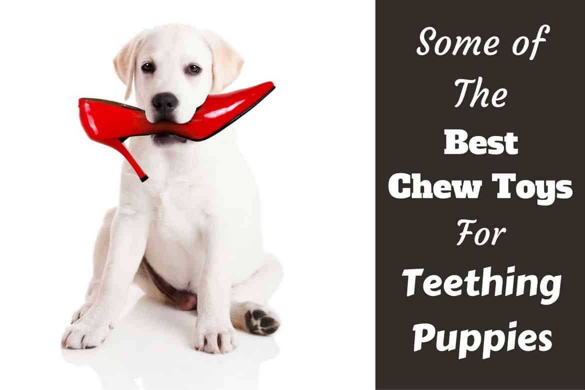 good chew toys for puppies