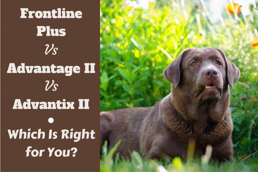 Advantage Ii Dosage Chart