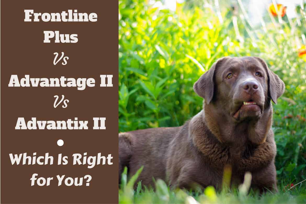 Frontline Plus Dosage Chart For Dogs