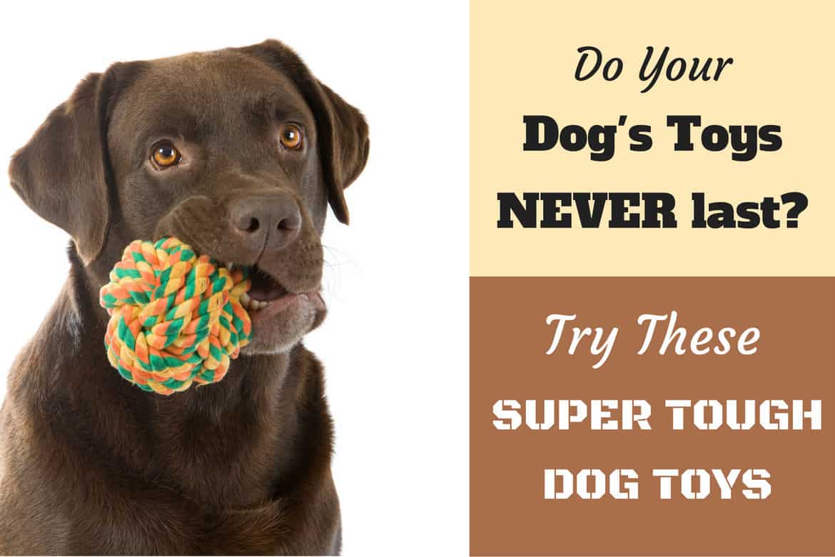 indestructible plush dog toys