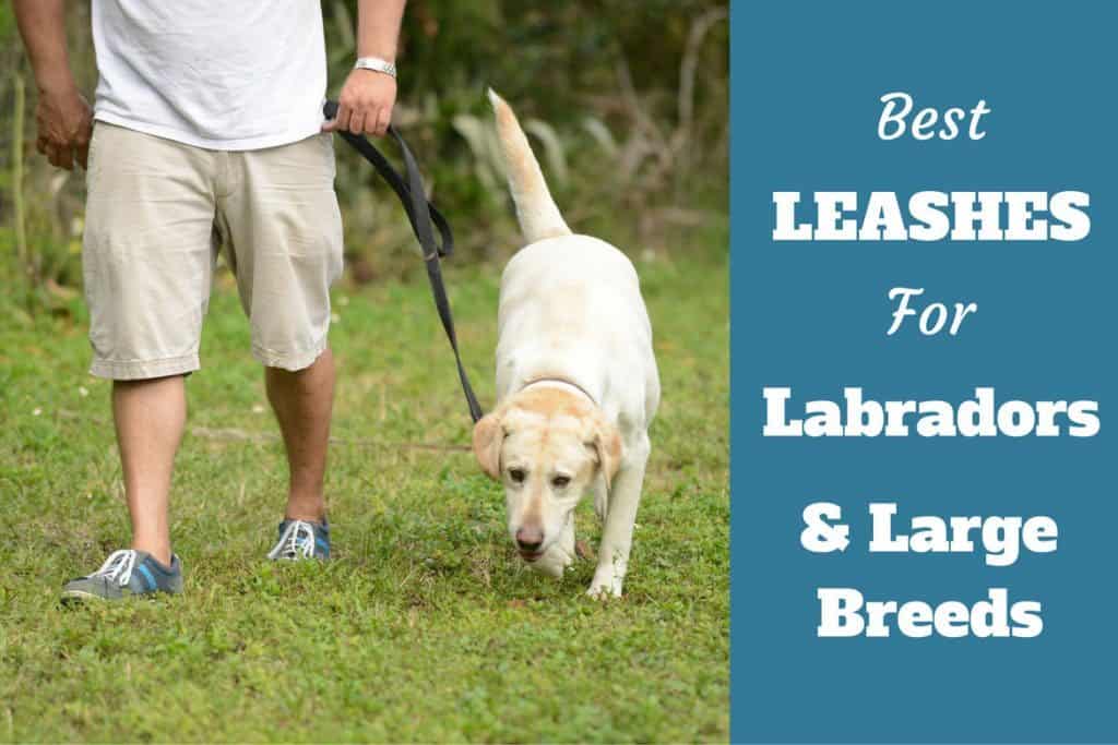 Best Big Dog Leash for Labradors and Large Breed Dogs [2018 ]
