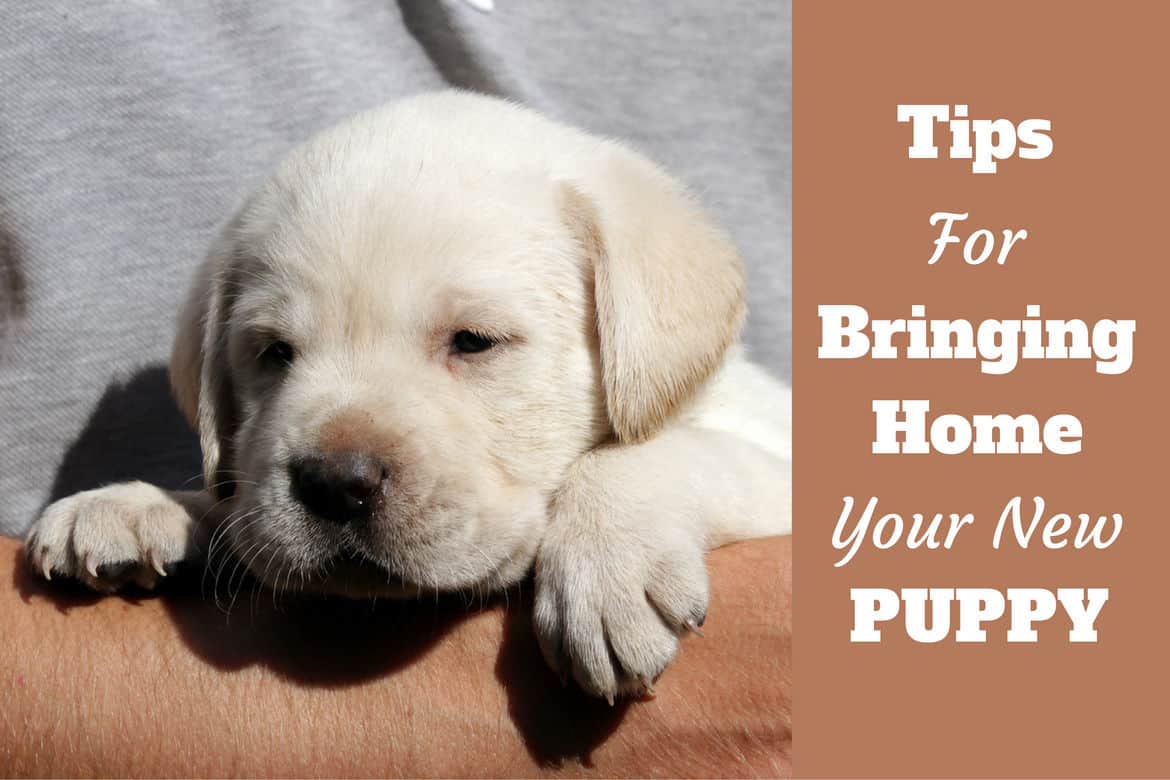 New Puppy Checklist (Preparing Your 