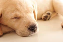 Close up of a Yellow Labrador puppy sleeping
