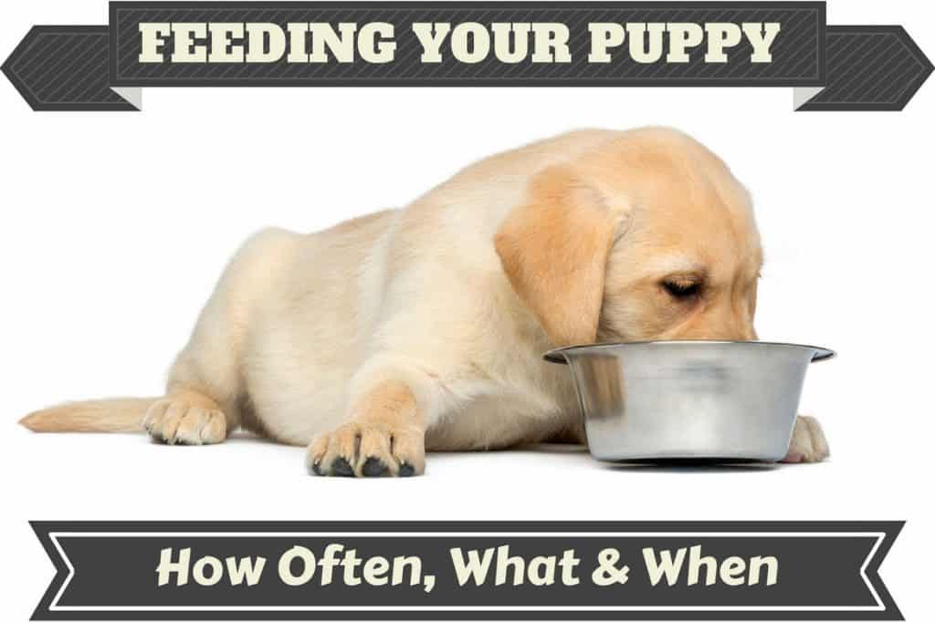 when should you stop giving your dog puppy food