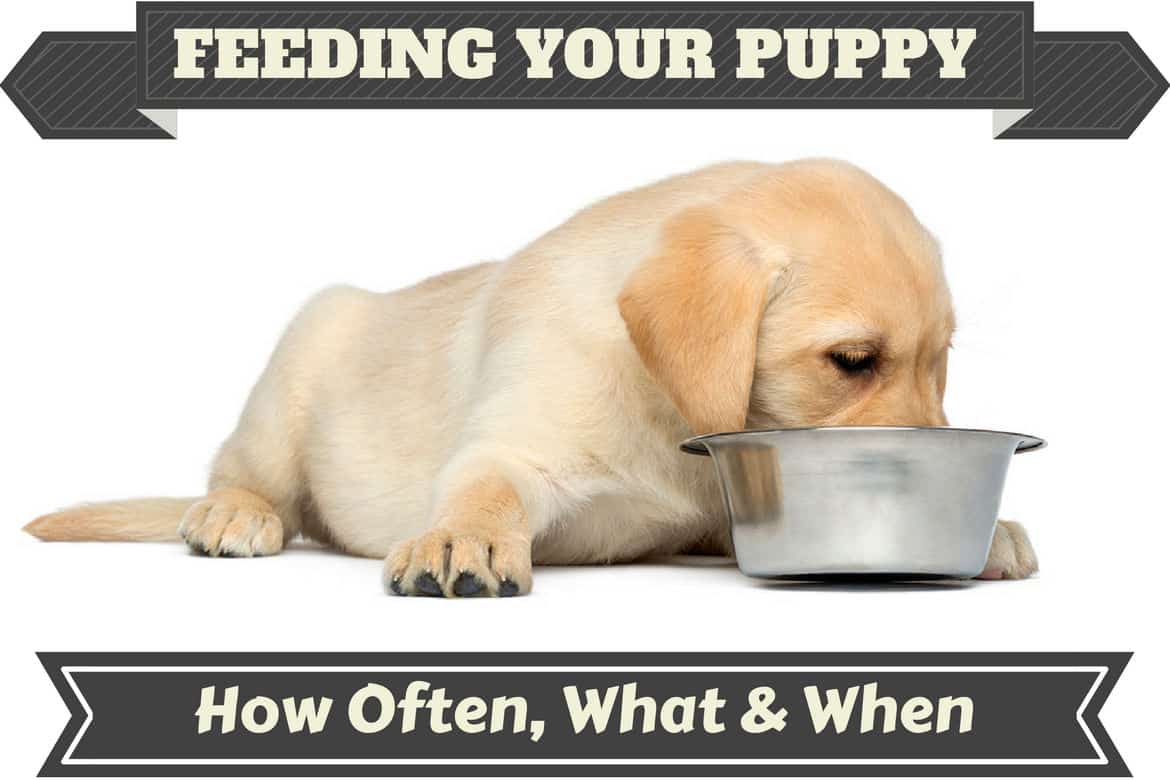 labrador puppy food guide